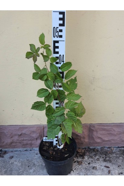 Ожина безколючкова Коламбія Стар - 3л/вис.40-50см/Ø15-20см